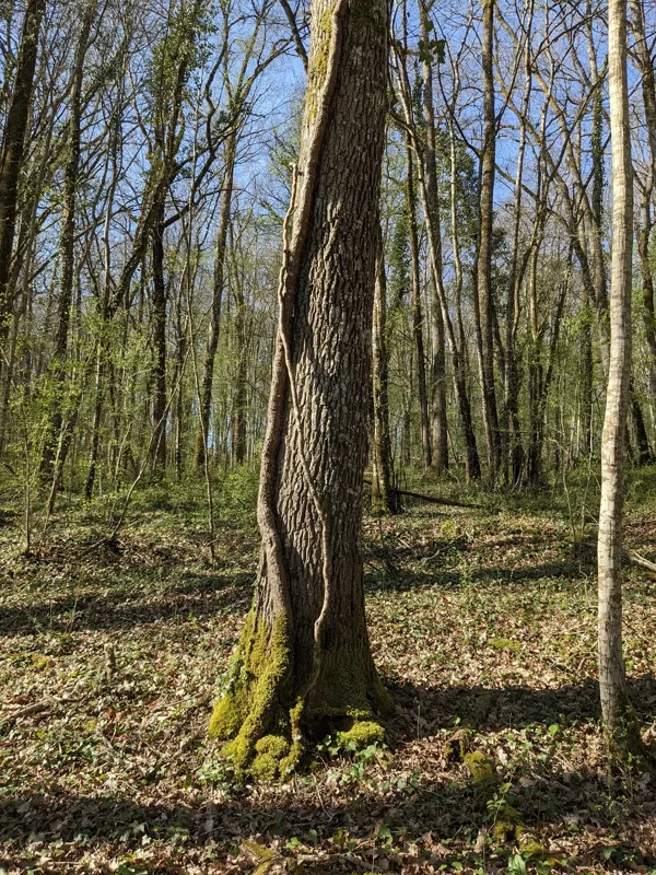 Le lierre - Habitat naturel pour les oiseaux