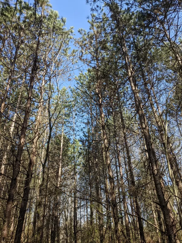 PRETE MOI TES ARBRES? JE SEMERAI TES GRAINES !